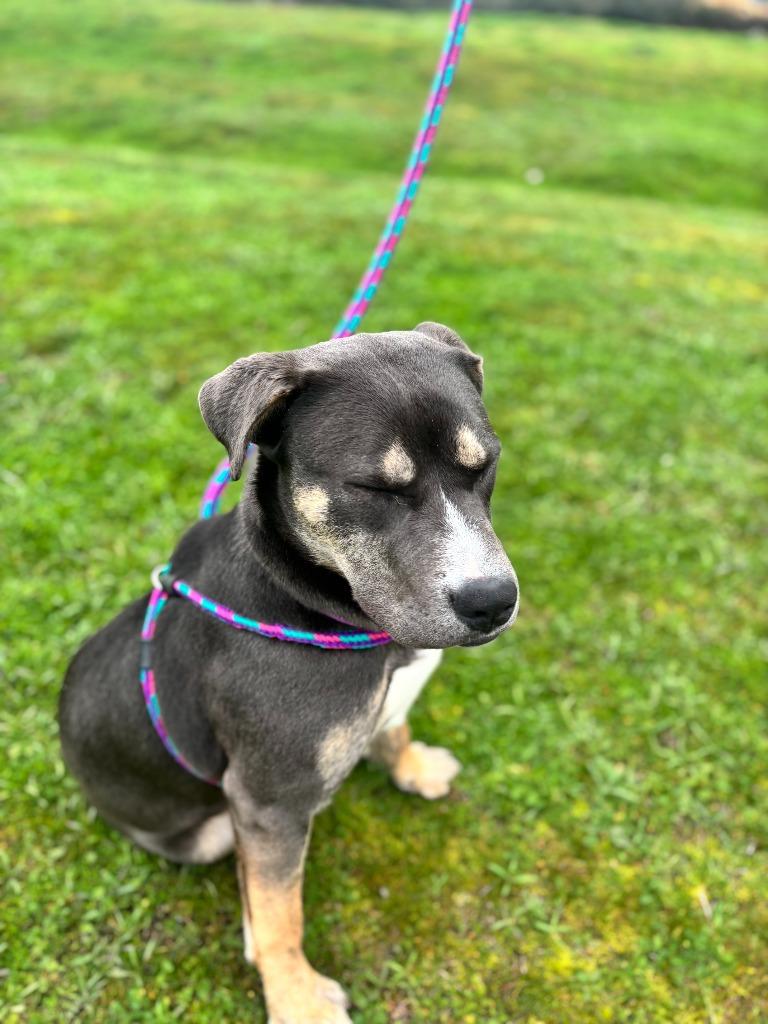 Enlarge Persephone, a Adoptable mixed breed in Grants Pass, OR image 5/6