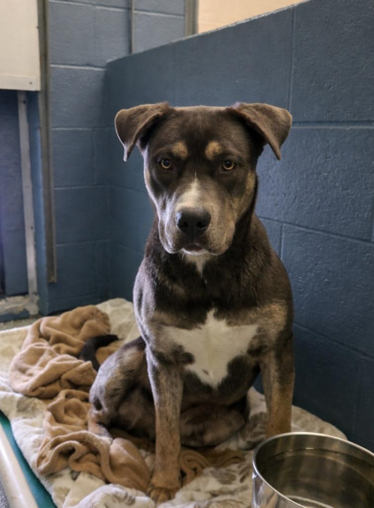 Enlarge Persephone, a Adoptable mixed breed in Grants Pass, OR image 6/6