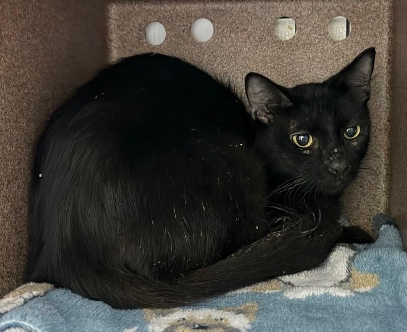 Pixy Stix, Adoptable, Adult Female Domestic Medium Hair.