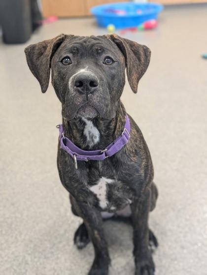 Bruna, Adoptable, Puppy Female Mixed Breed & Mixed Breed.