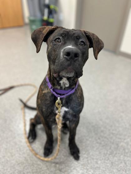 Enlarge Bruna, a Adoptable mixed breed in Neenah, WI image 2/3