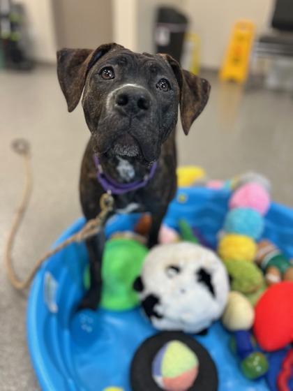 Enlarge Bruna, a Adoptable mixed breed in Neenah, WI image 3/3