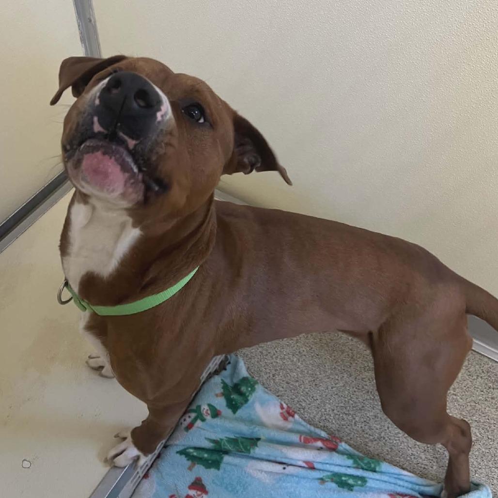 Enlarge Draco, a Adoptable Mixed Breed in Ballston Spa, NY image 1/3