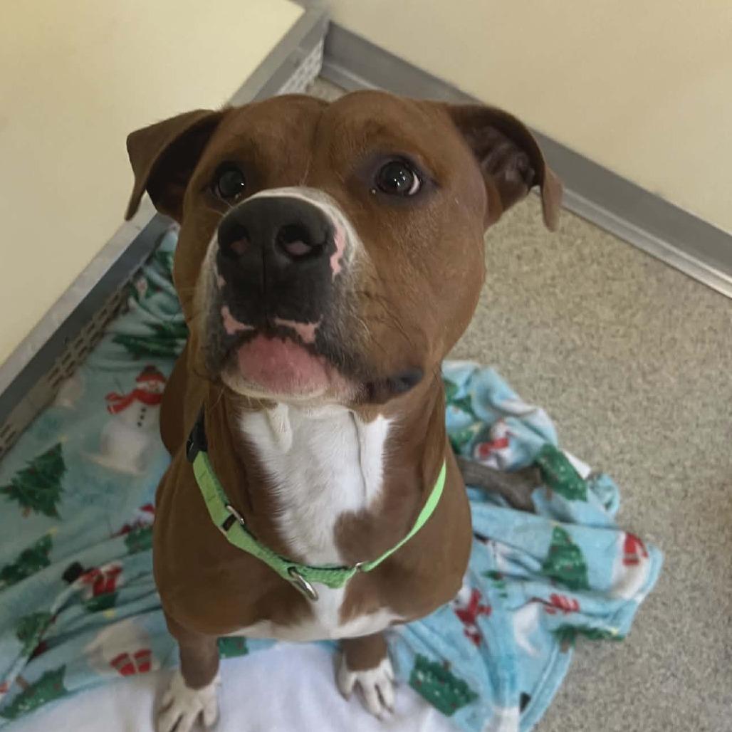 Enlarge Draco, a Adoptable Mixed Breed in Ballston Spa, NY image 2/3