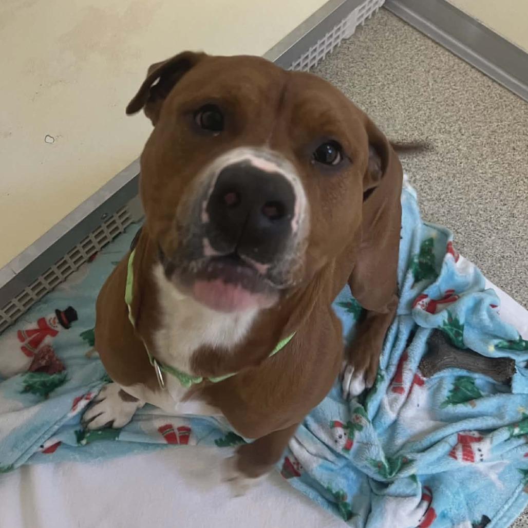 Enlarge Draco, a Adoptable Mixed Breed in Ballston Spa, NY image 3/3