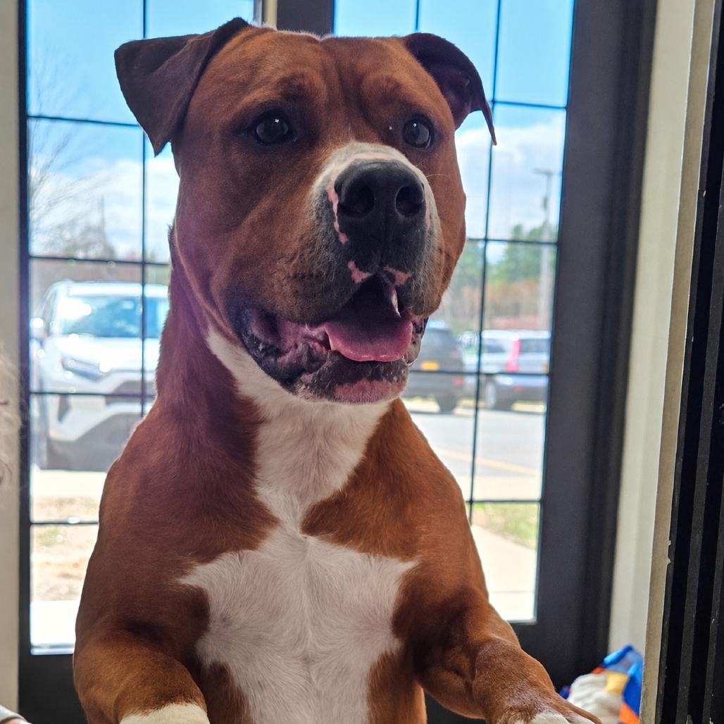 Draco, a Adoptable Mixed Breed in Ballston Spa, NY image 4/4