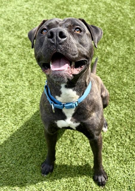 Enlarge ANDRE, a Adoptable Pit Bull Terrier in Statesville, NC image 1/1