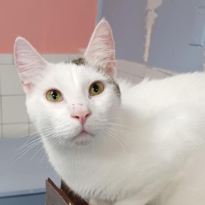 Shrimp, Adoptable, Adult Male Domestic Short Hair.
