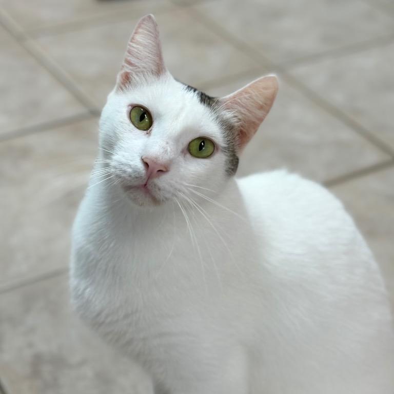 Shrimp, a Adoptable Domestic Short Hair in Fort Lauderdale, FL image 2/4