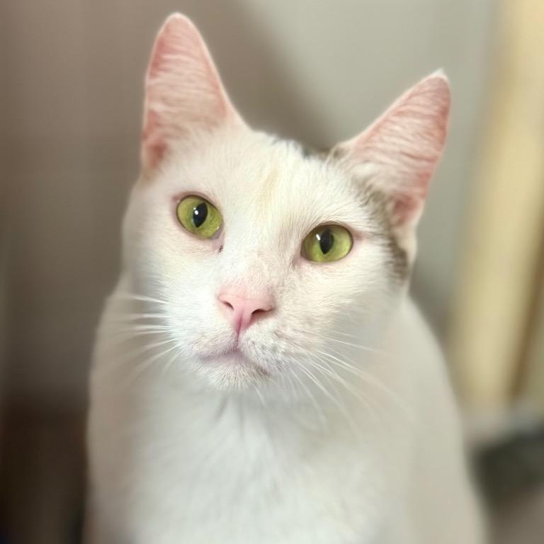 Shrimp, a Adoptable Domestic Short Hair in Fort Lauderdale, FL image 3/4