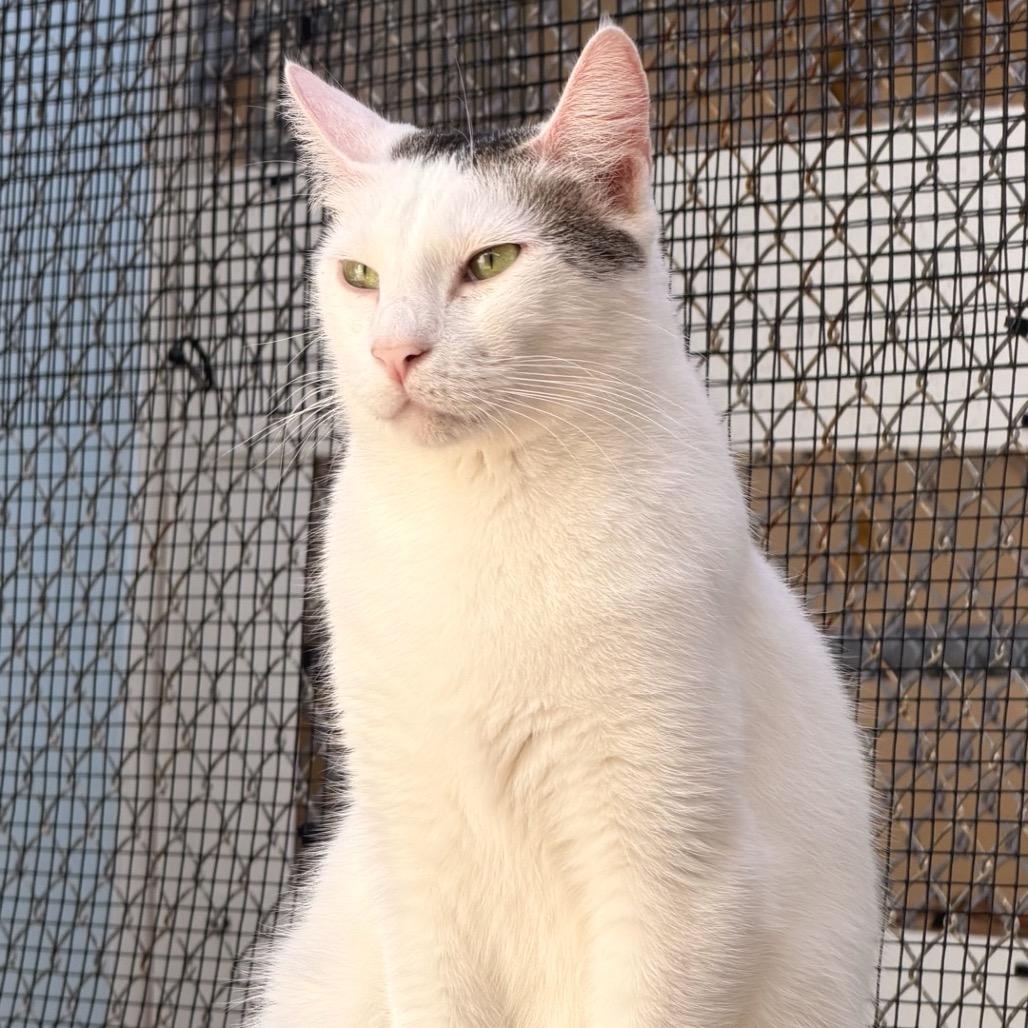 Shrimp, a Adoptable Domestic Short Hair in Fort Lauderdale, FL image 4/4