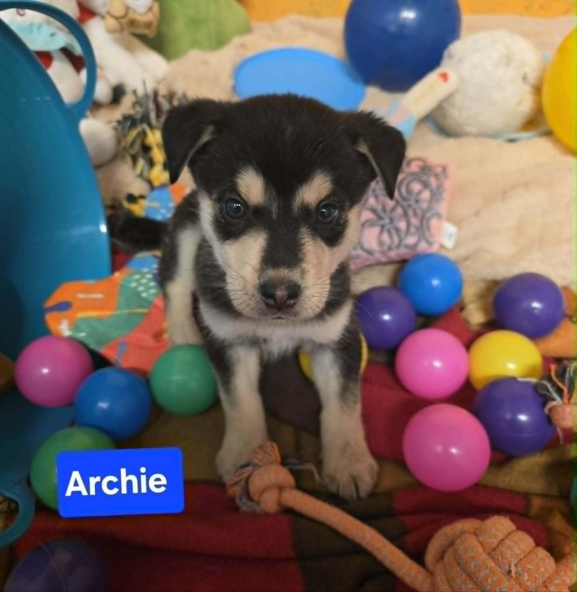 Archibald (Archie), Adopted, Young Male Husky & Siberian Husky.