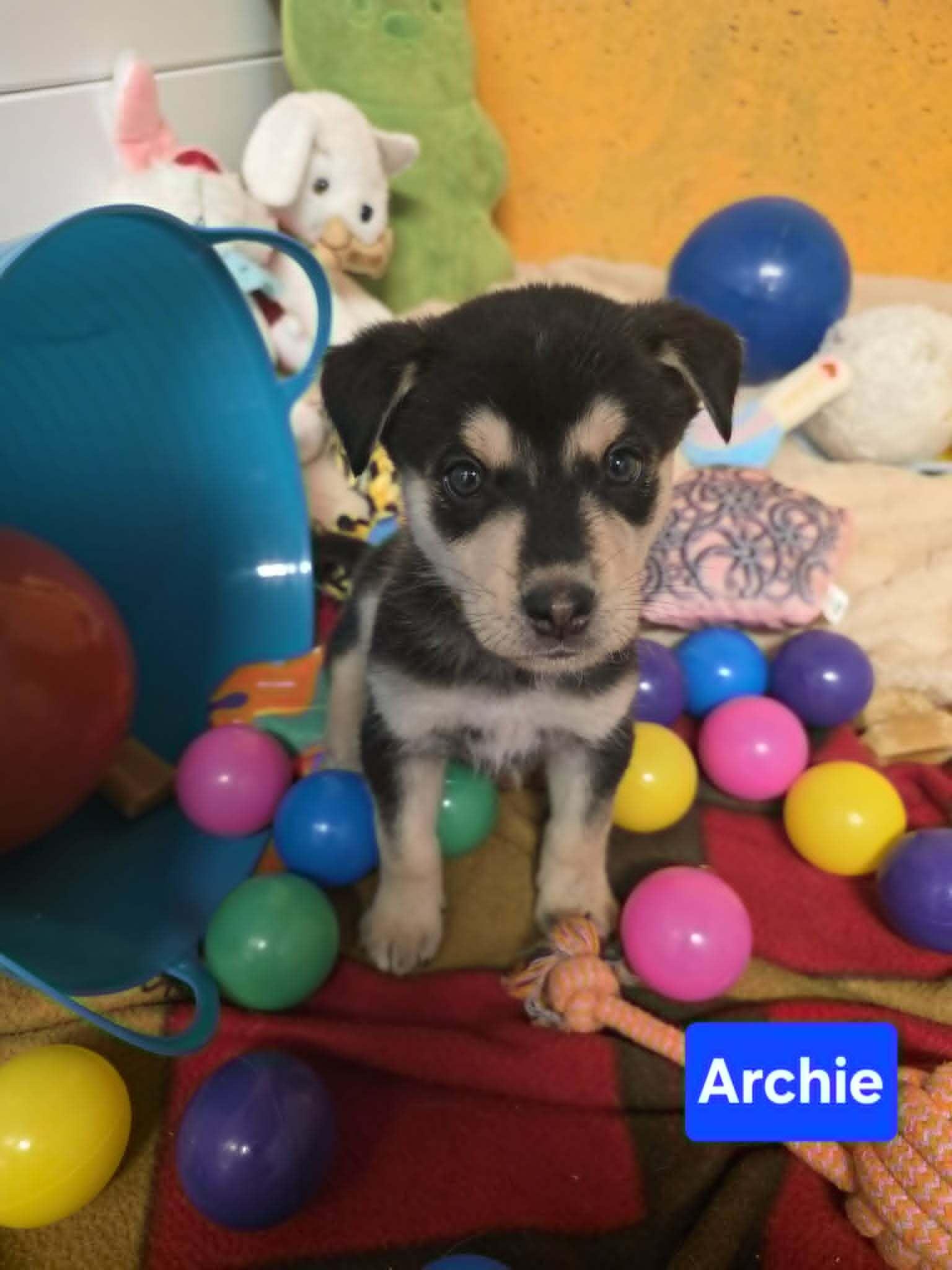 Enlarge Archibald (Archie), a Adopted mixed breed in Cottonwood Heights, UT image 2/5