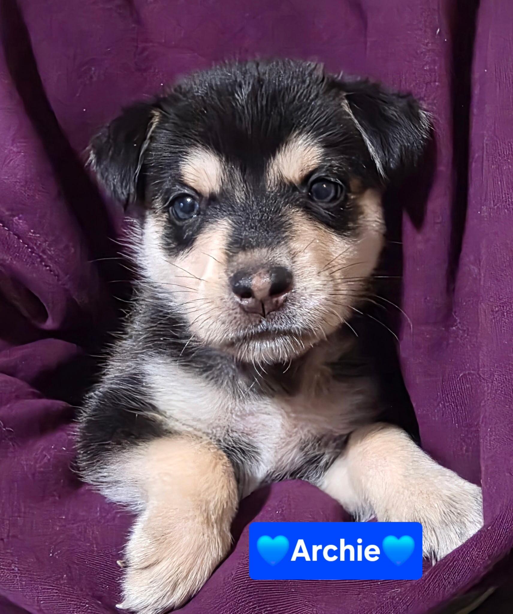 Enlarge Archibald (Archie), a Adopted mixed breed in Cottonwood Heights, UT image 5/5