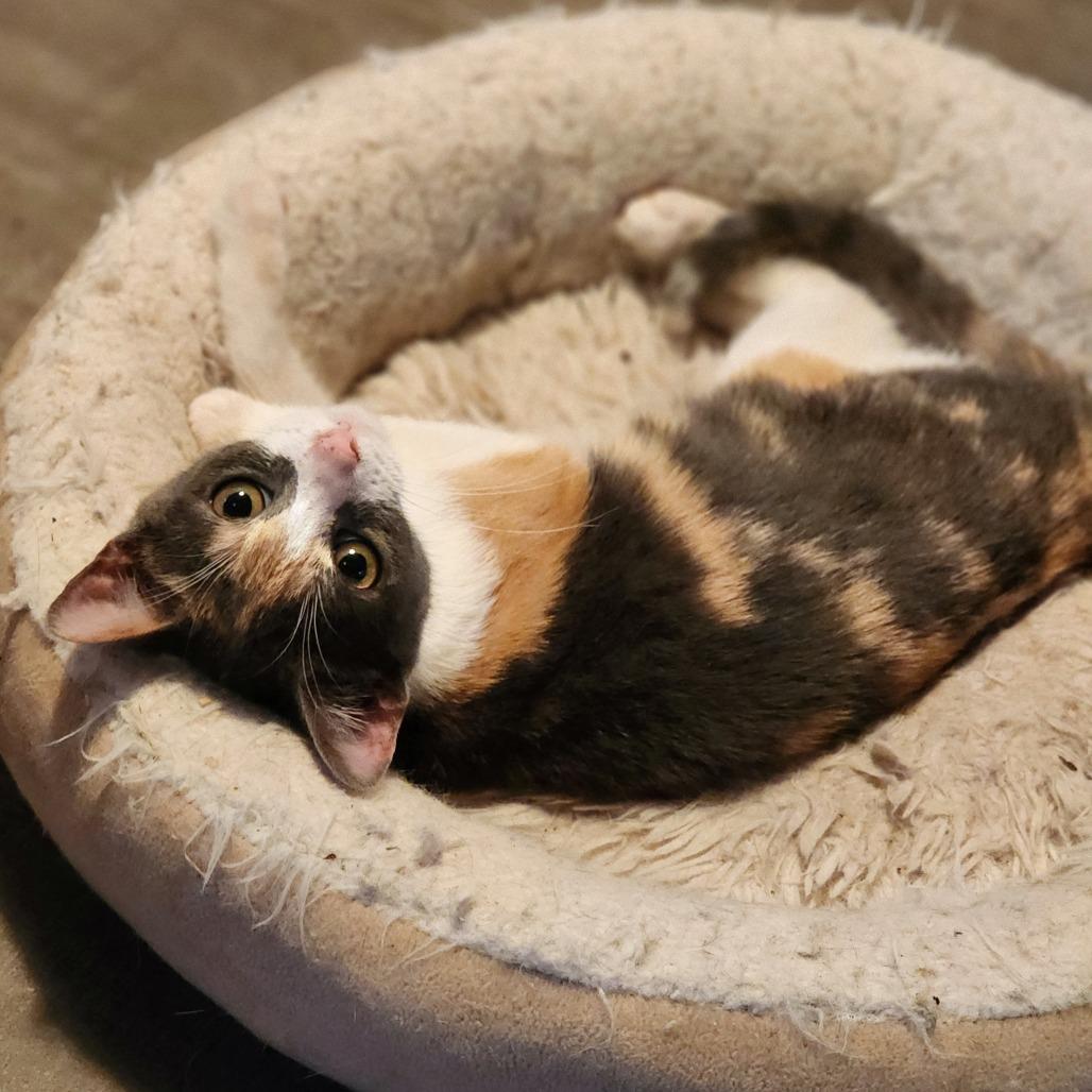 Calliope, a Adoptable Domestic Short Hair in Glenfield, NY image 1/2