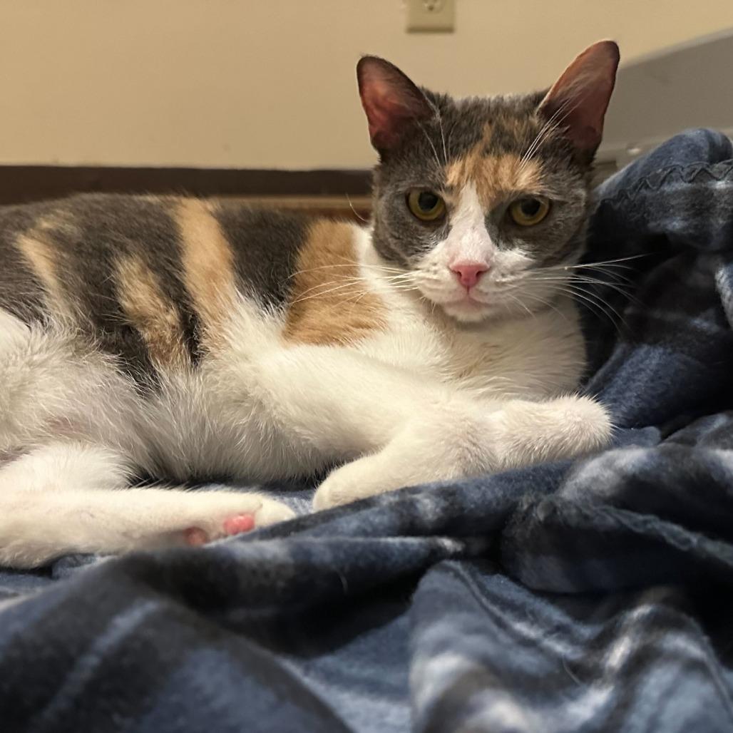 Calliope, a Adoptable Domestic Short Hair in Glenfield, NY image 2/2