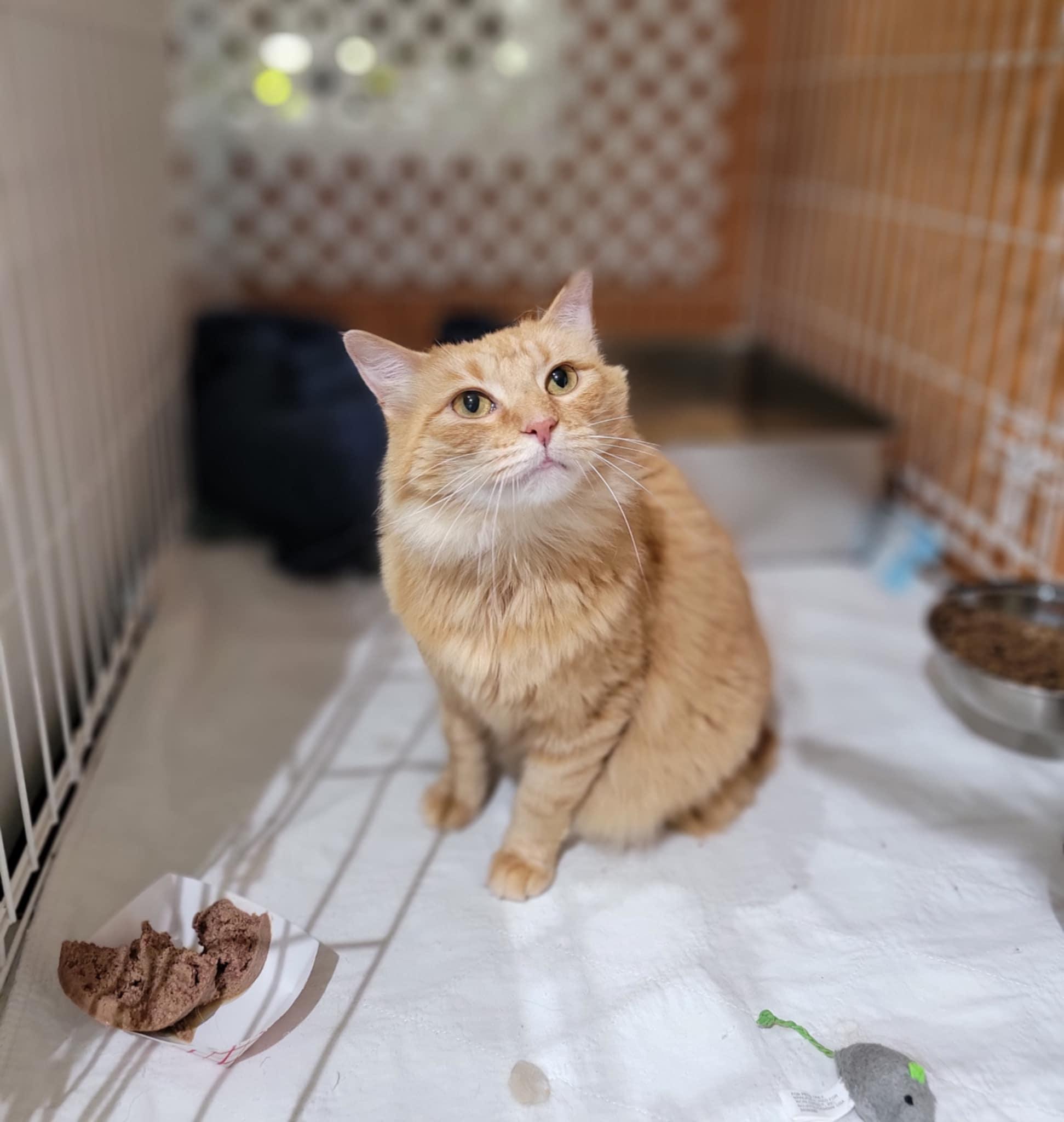 Gingersnap, Adopted, Adult Female Domestic Medium Hair.