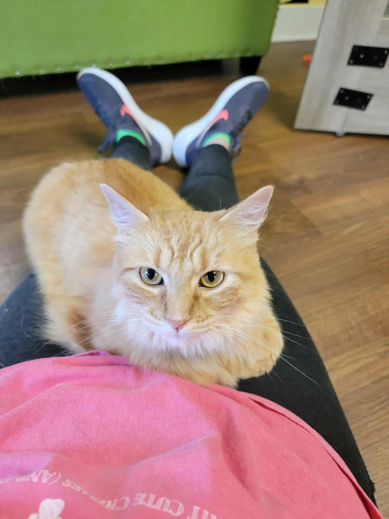 Gingersnap, Adopted, Adult Female Domestic Medium Hair.