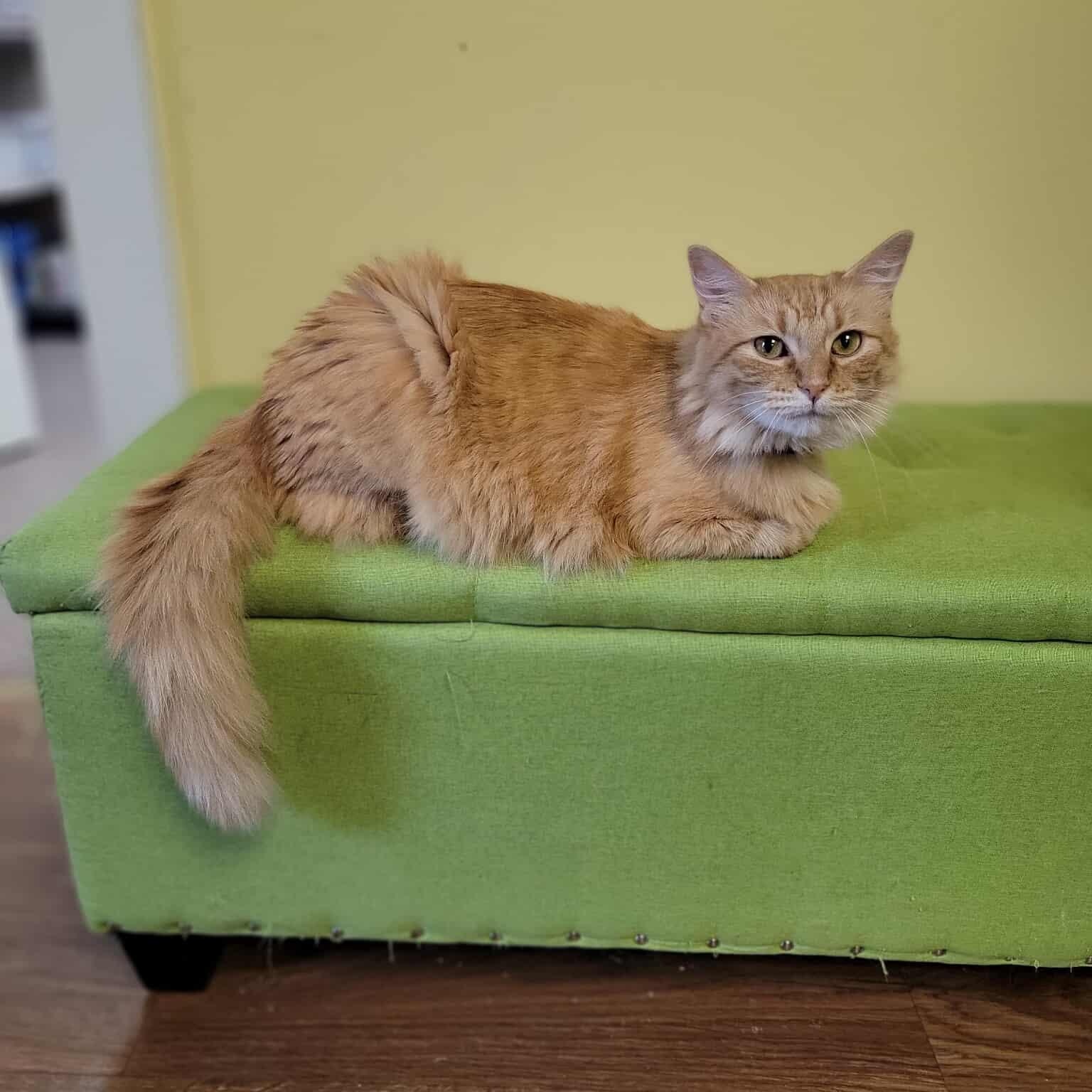Gingersnap, a Adopted Domestic Medium Hair in Memphis, TN image 4/4