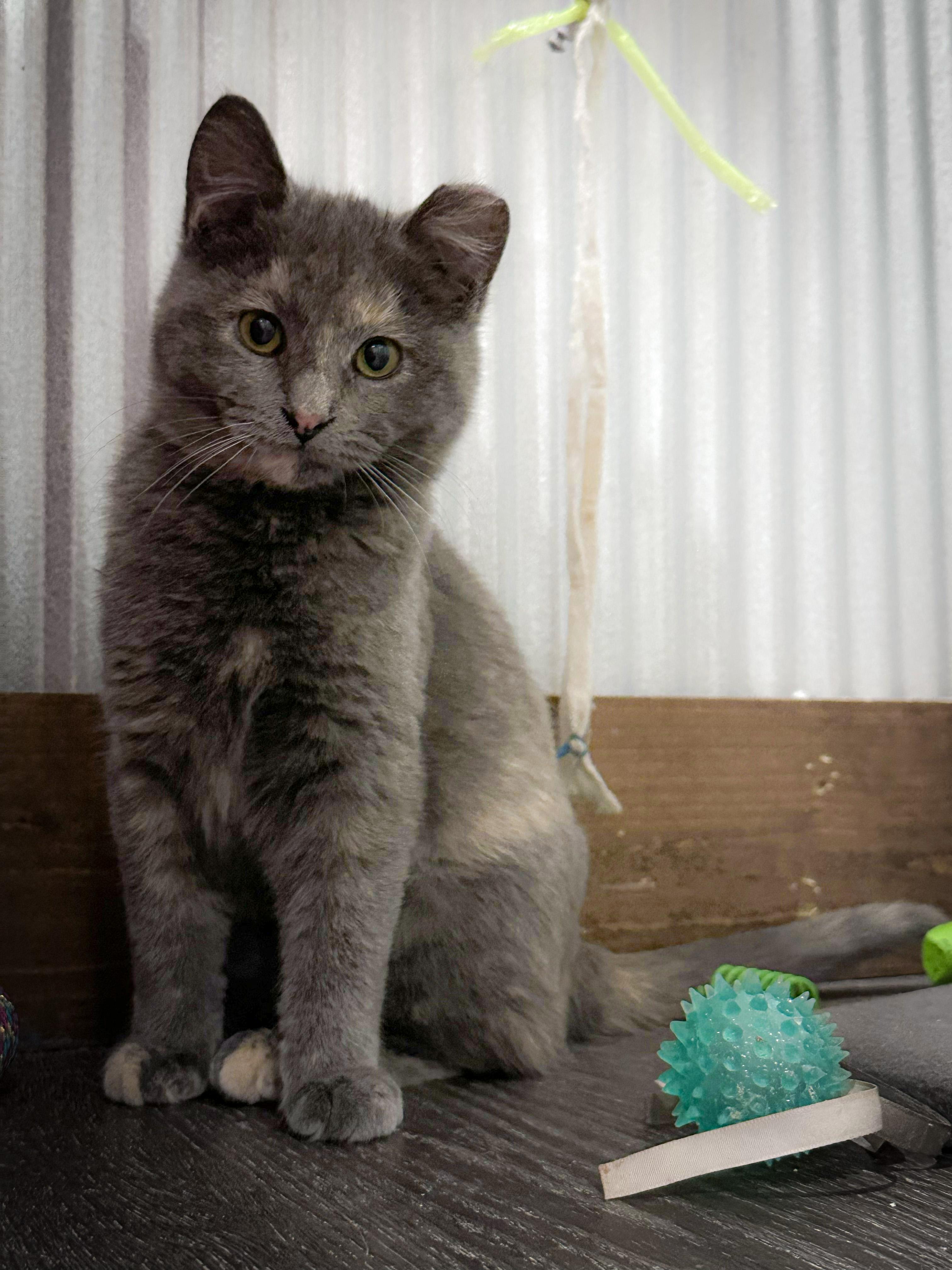 Enlarge Bistro, a Adoptable Dilute Tortoiseshell in Fredericksburg, OH image 1/1