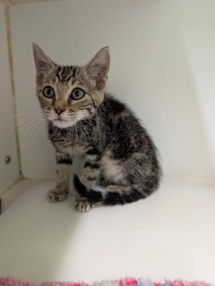 Enlarge Oliver, a Adoptable mixed breed in Mansfield, TX image 1/1