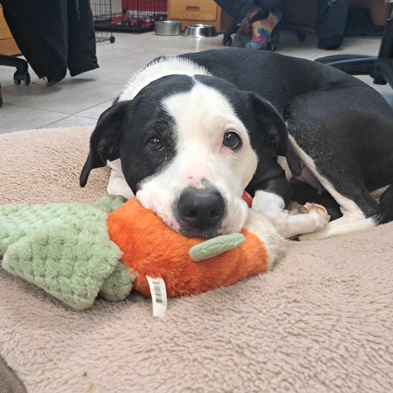 Dog for adoption Raven In Foster/Available, a Mixed Breed in Elyria