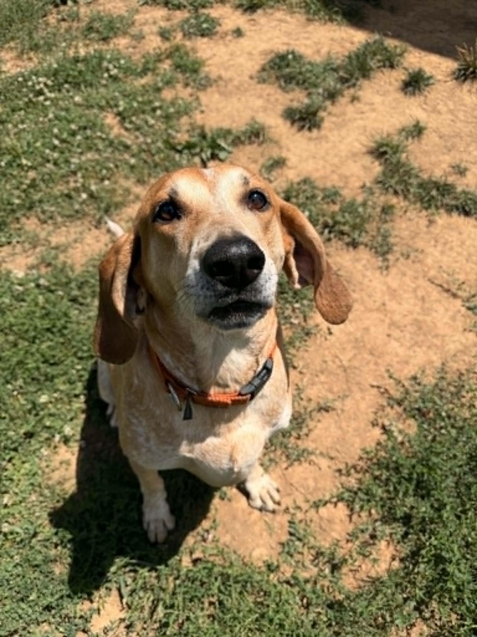 Enlarge Remi - Adoption Fee Sponsored, a Adoptable English Coonhound in Berryville, VA image 2/2