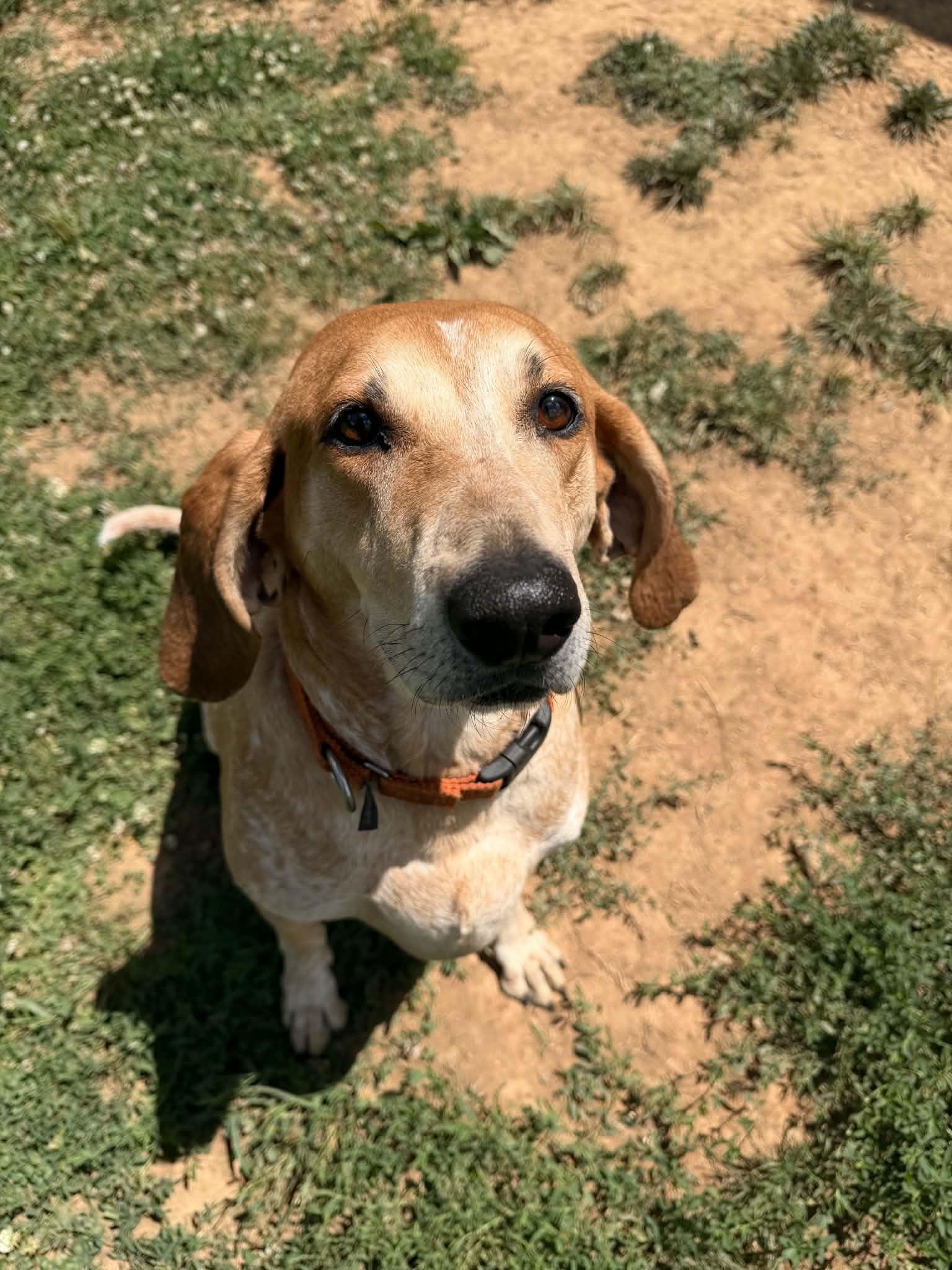 Remi - Adoption Fee Sponsored, Adoptable, Adult Male English Coonhound.