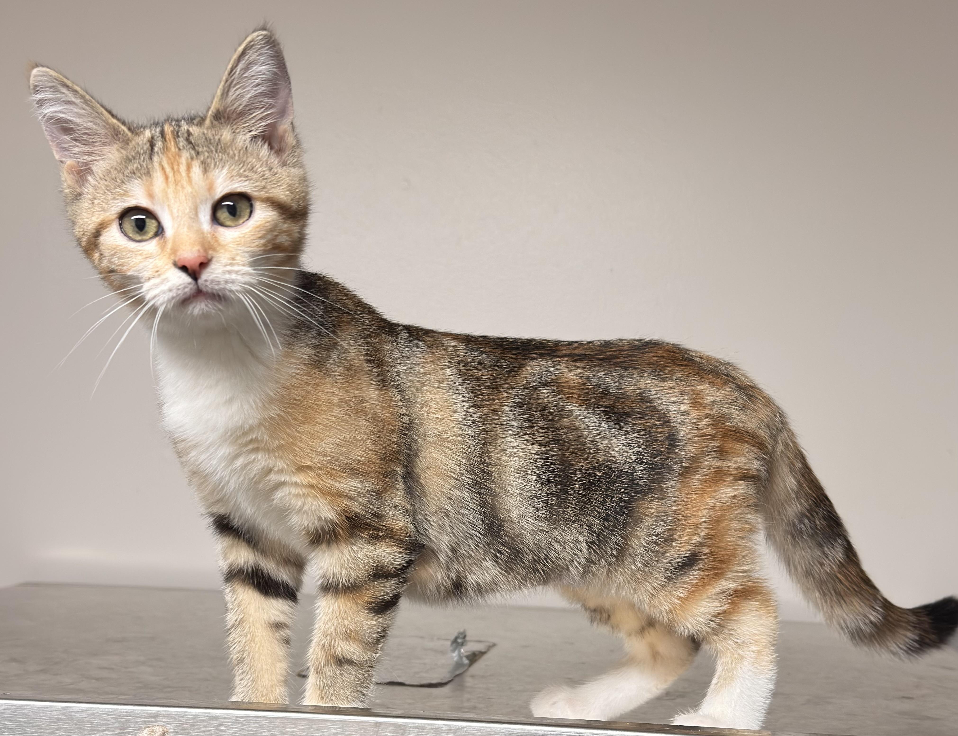 Pixel, ADOPTABLE, Young Female Domestic Short Hair.