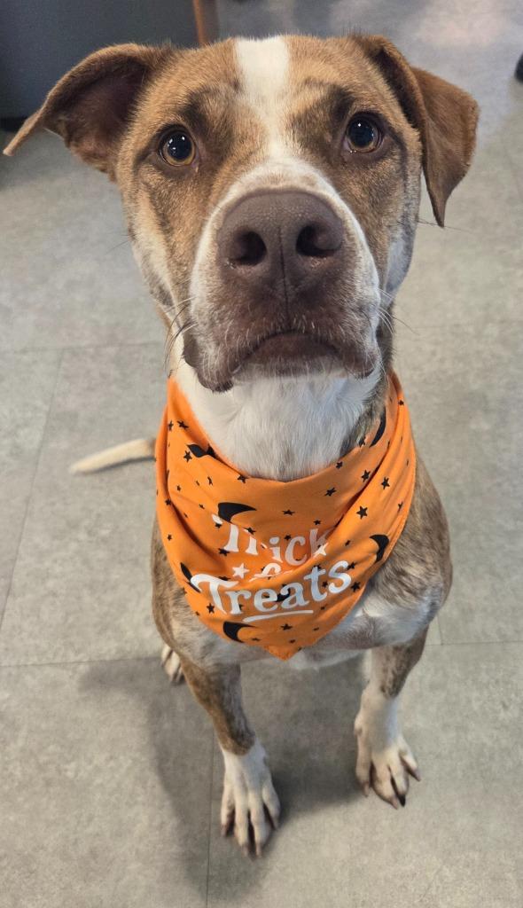 Morgan, Adoptable, Young Male Mountain Cur & Whippet.