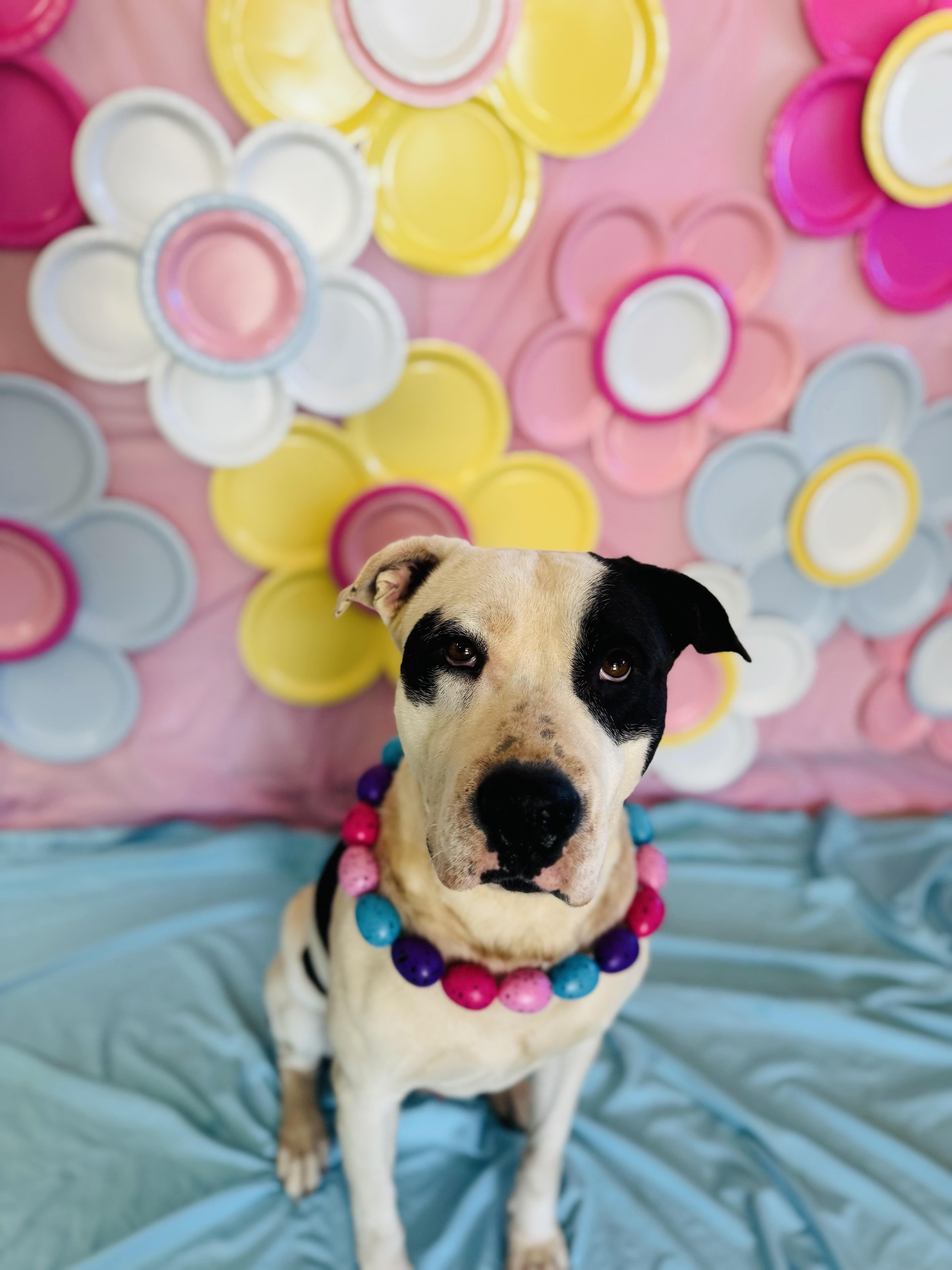 Enlarge King, a ADOPTABLE Mixed Breed in Chickasha, OK image 2/3