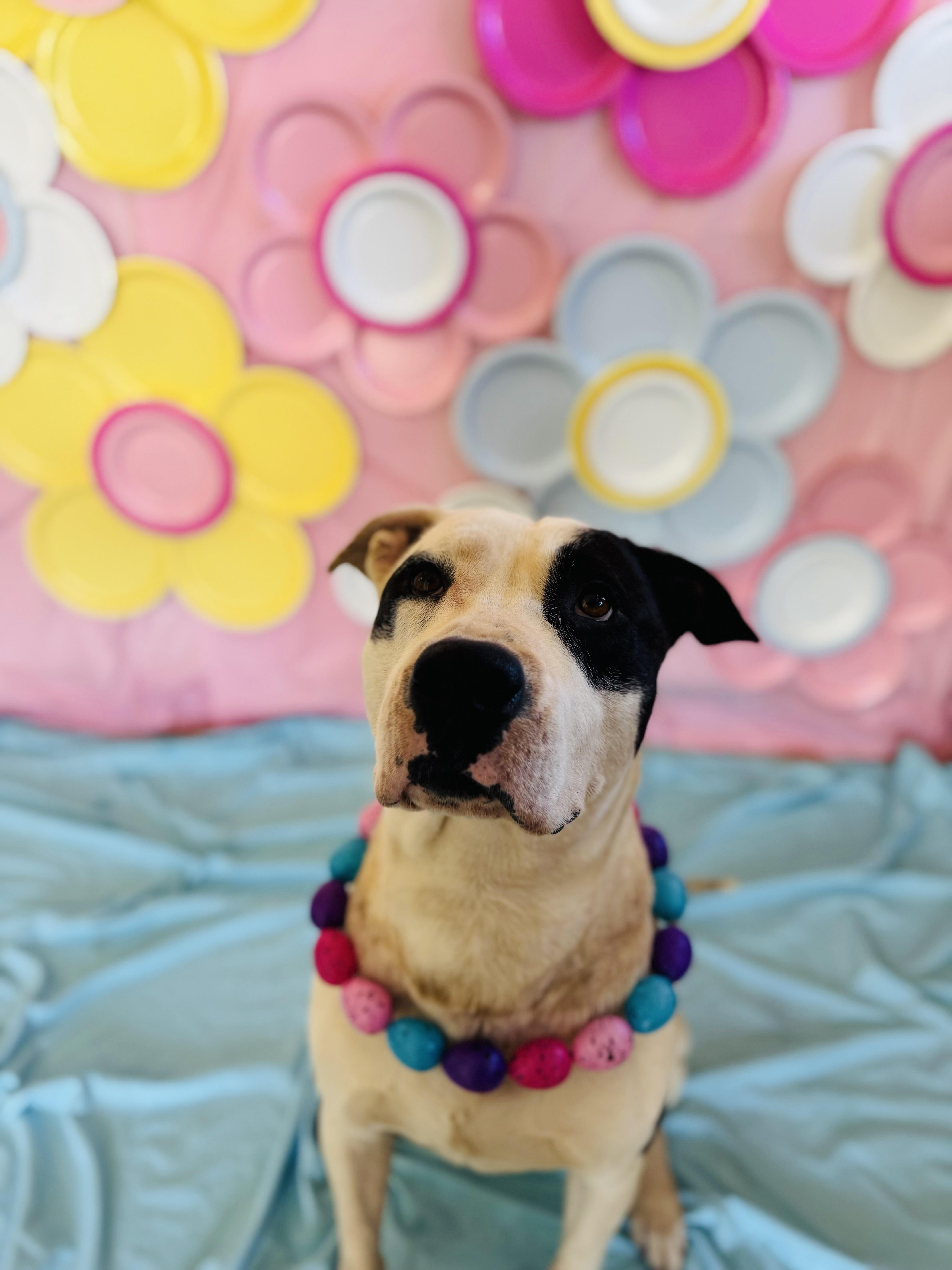 Enlarge King, a ADOPTABLE Mixed Breed in Chickasha, OK image 3/3