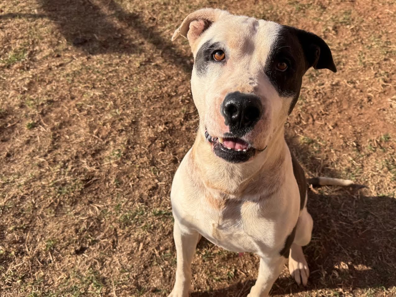 Enlarge King, a ADOPTABLE Mixed Breed in Chickasha, OK image 1/1