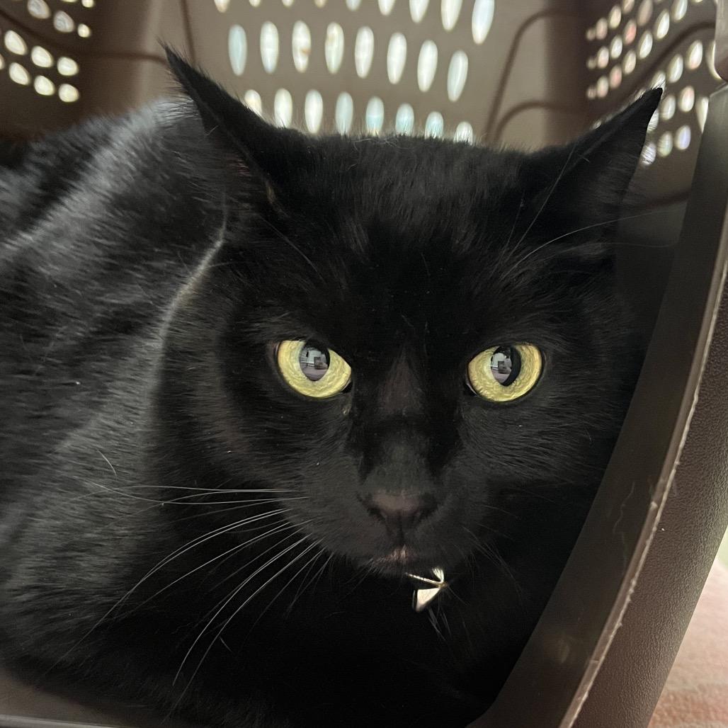 Cosmo, Adoptable, Adult Male Domestic Long Hair.