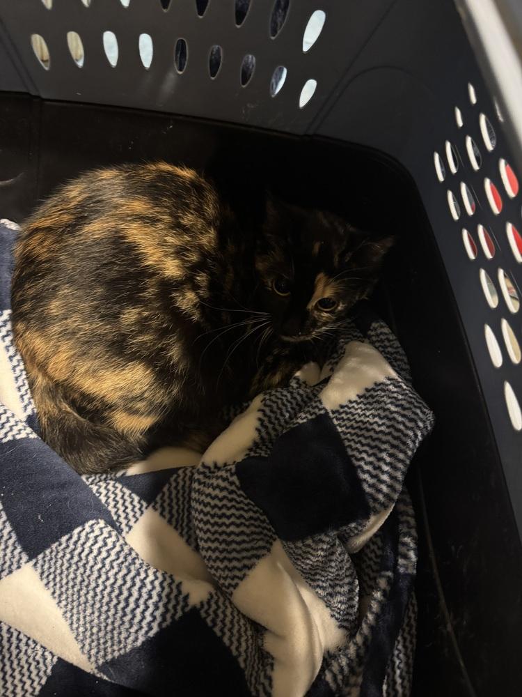 Torti, Adoptable, Young Female Domestic Medium Hair.