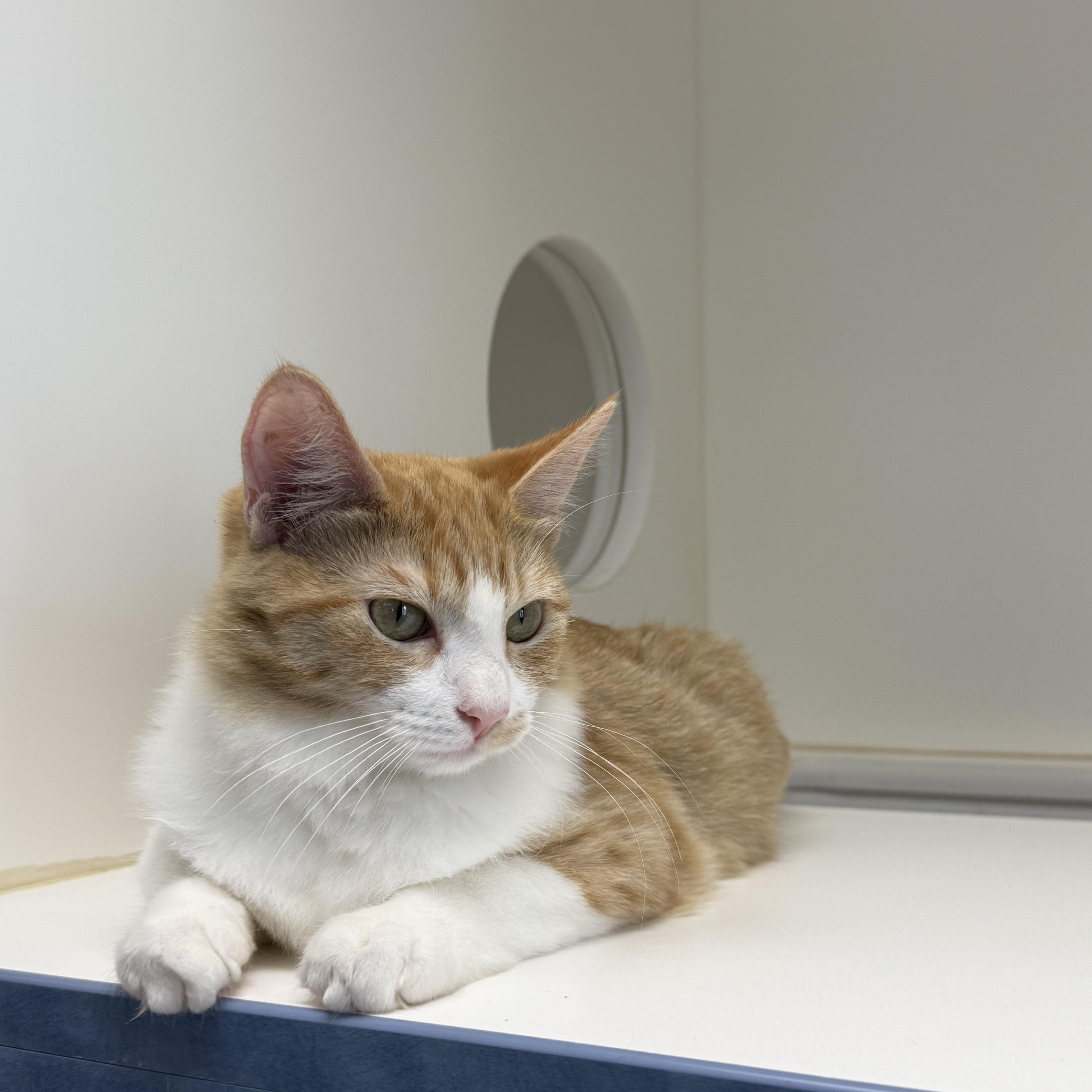 Enlarge Stilton, a Adopted Domestic Medium Hair in Newport Beach, CA image 2/5