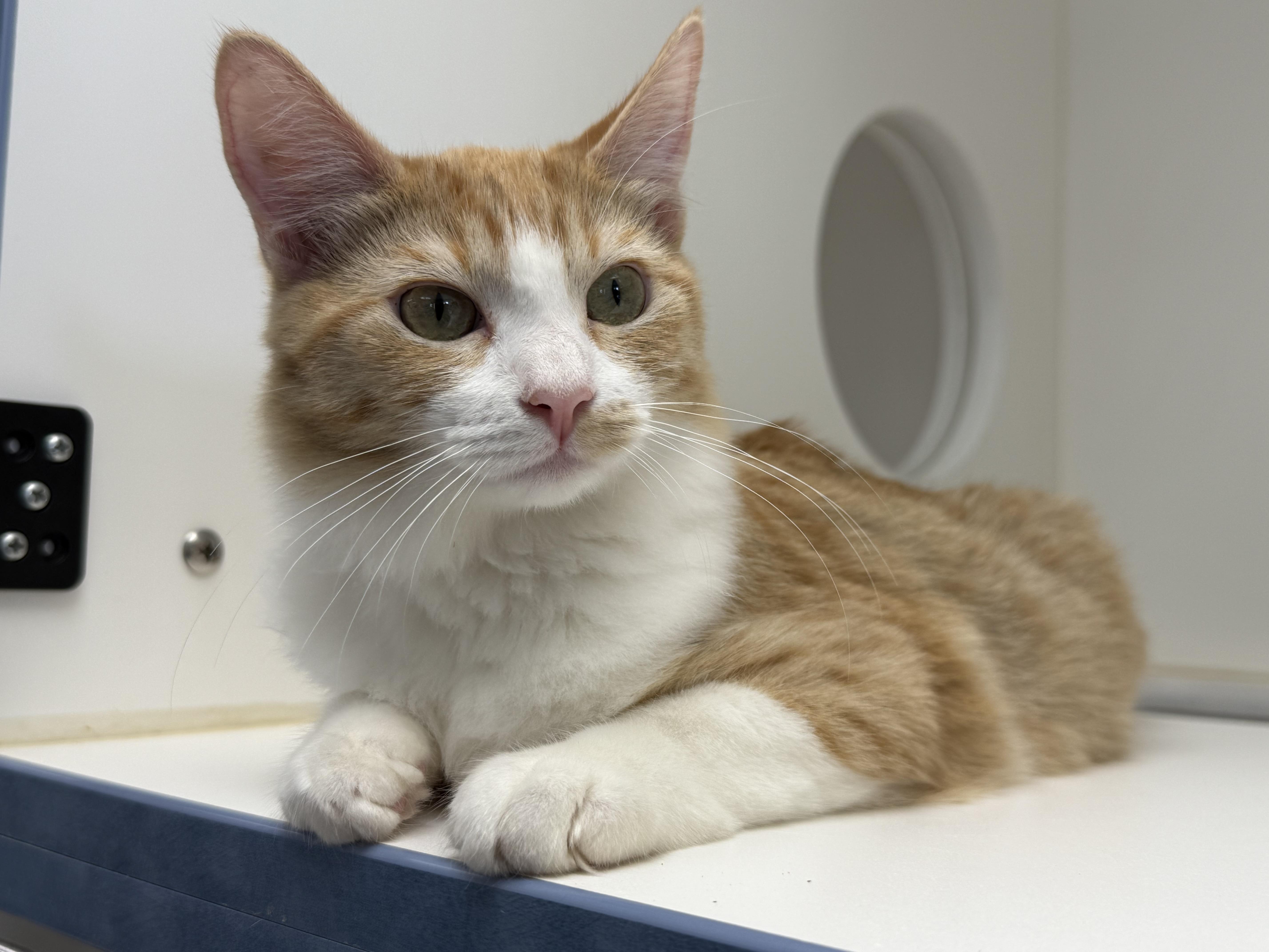 Enlarge Stilton, a Adopted Domestic Medium Hair in Newport Beach, CA image 1/5