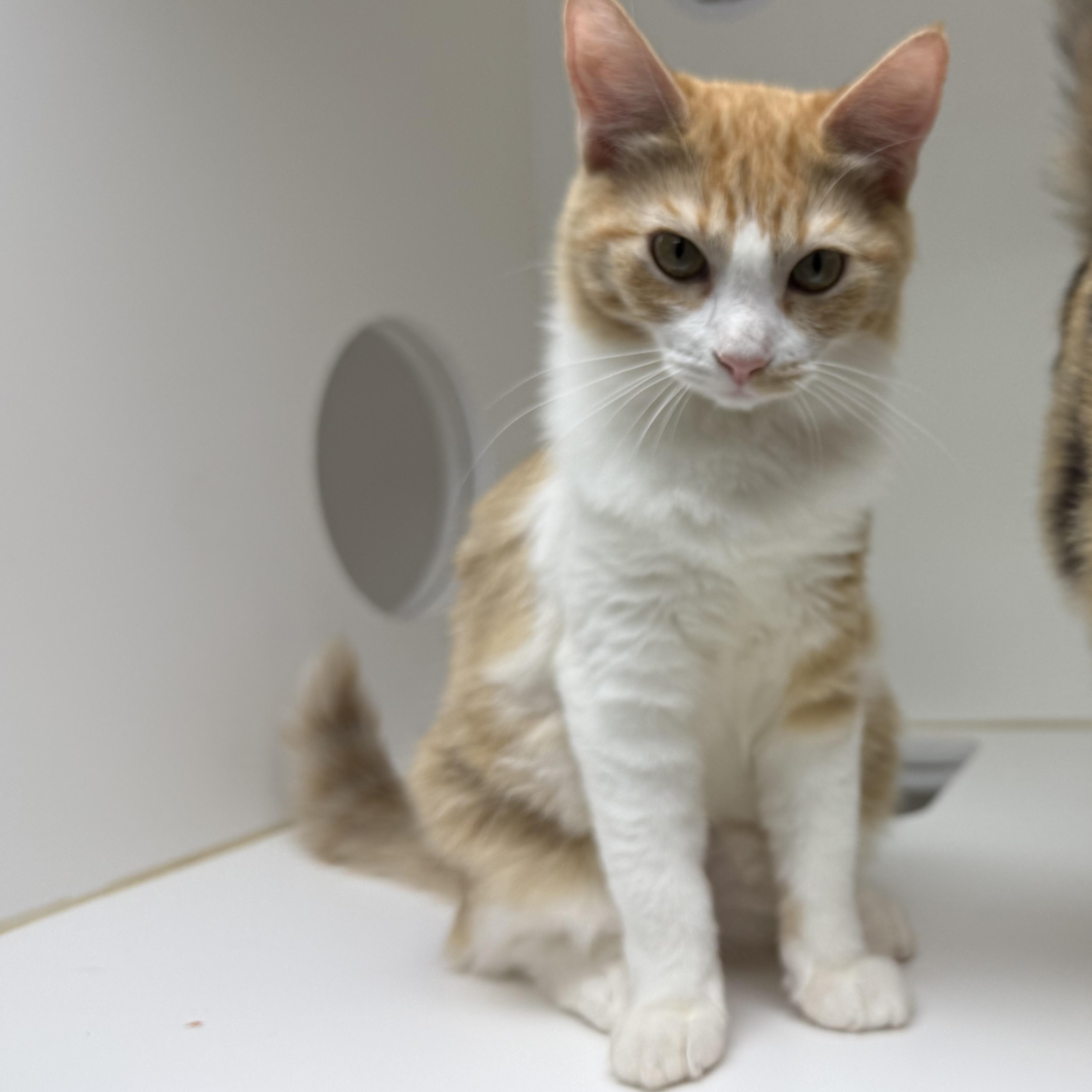 Enlarge Stilton, a Adopted Domestic Medium Hair in Newport Beach, CA image 4/5