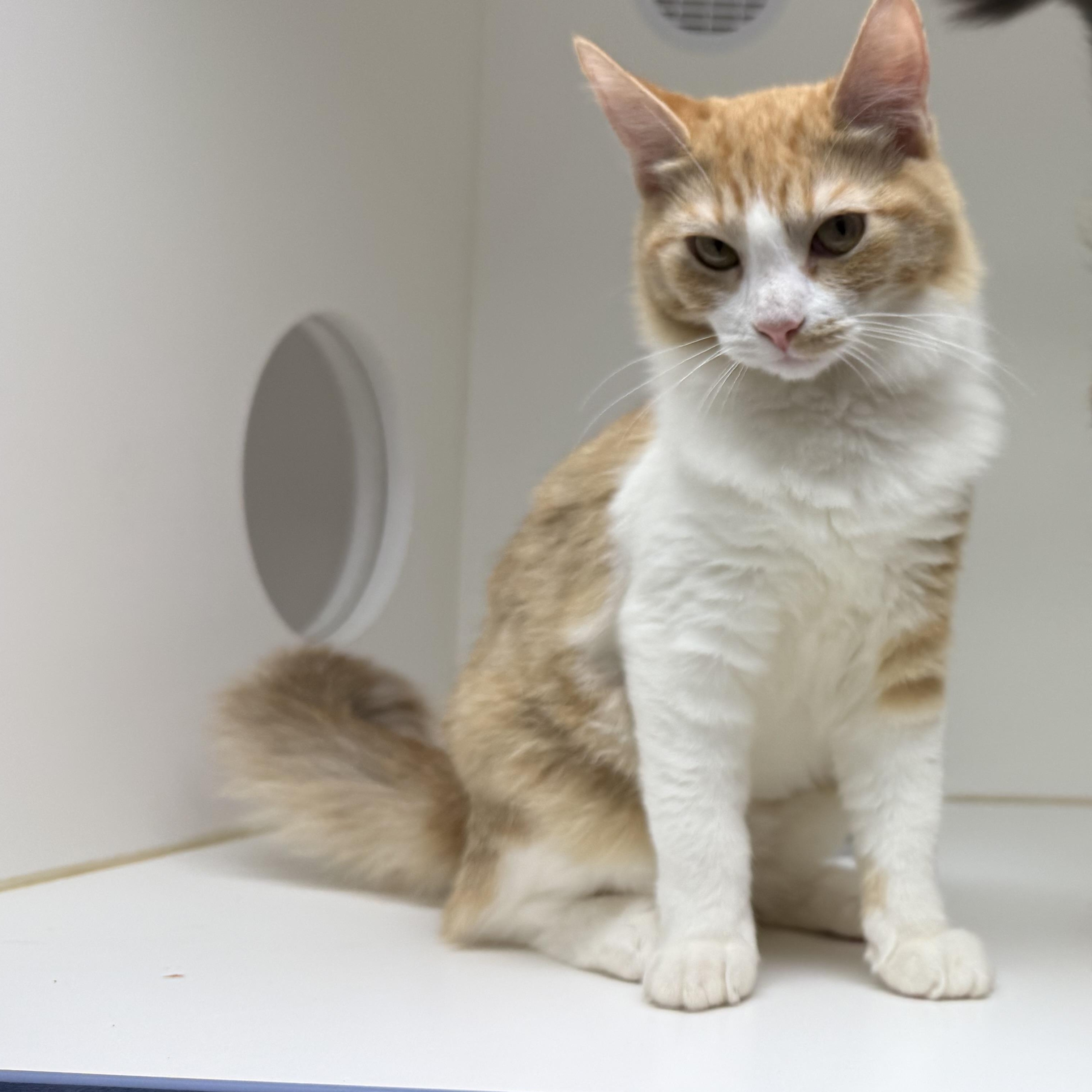 Stilton, Adopted, Young Female Domestic Medium Hair.