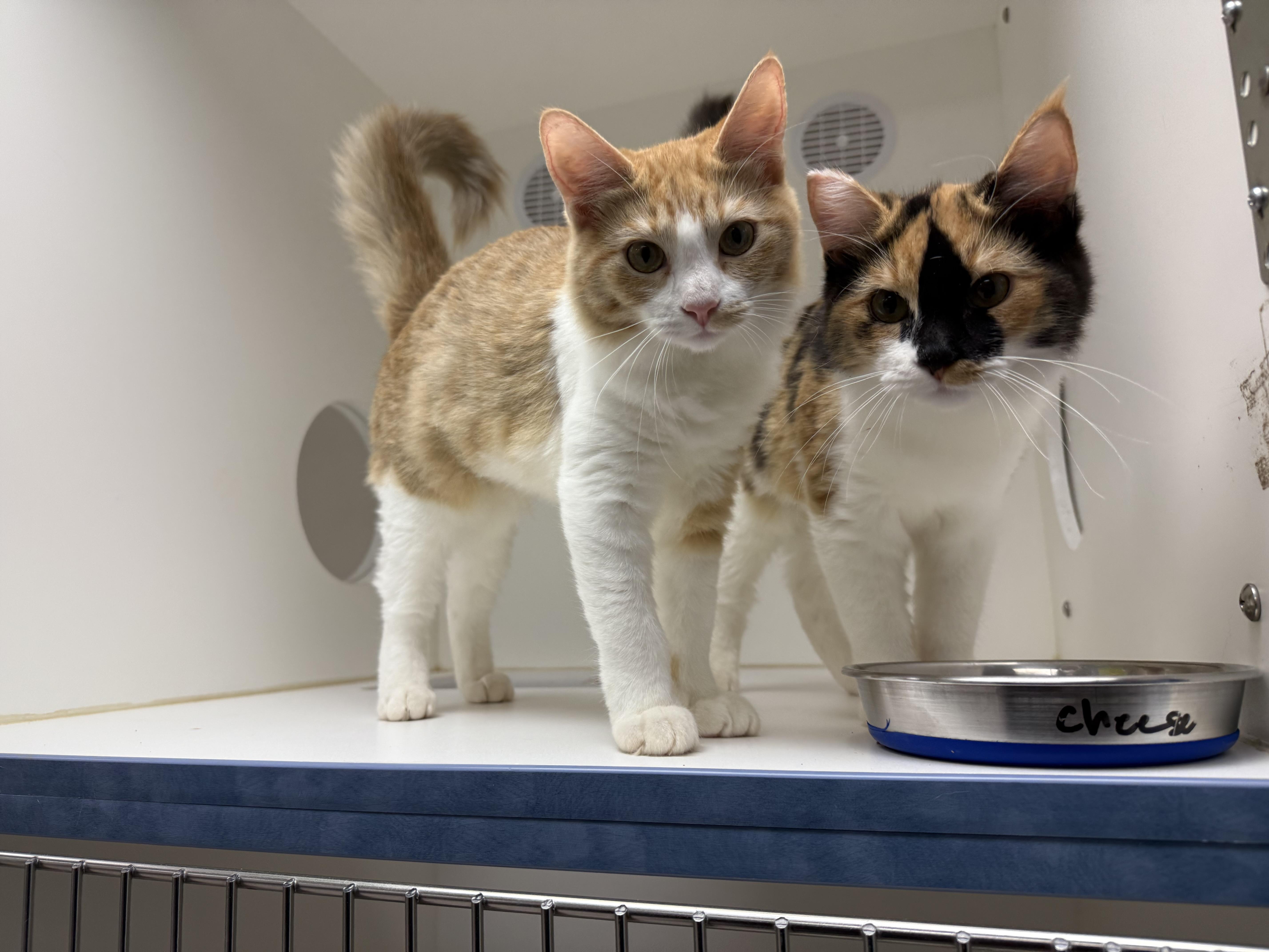 Enlarge Stilton, a Adopted Domestic Medium Hair in Newport Beach, CA image 5/5