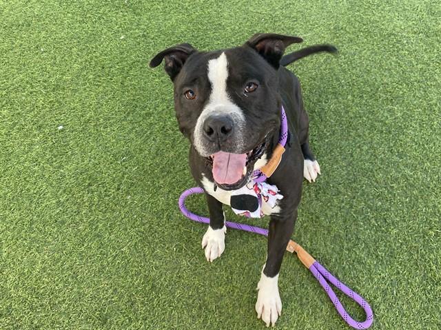 BILLY BASS, Adoptable, Adult Male Pit Bull Terrier.