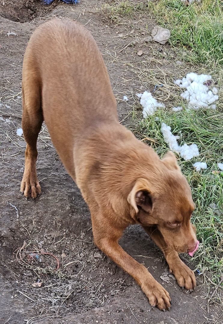 Major $50 adoption SPECIAL, a Adoptable mixed breed image 1/4