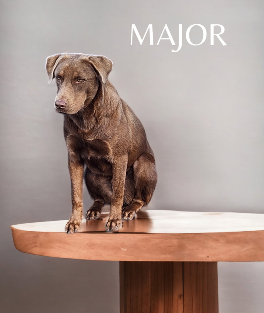 Major $50 adoption SPECIAL, a Adoptable mixed breed image 2/4