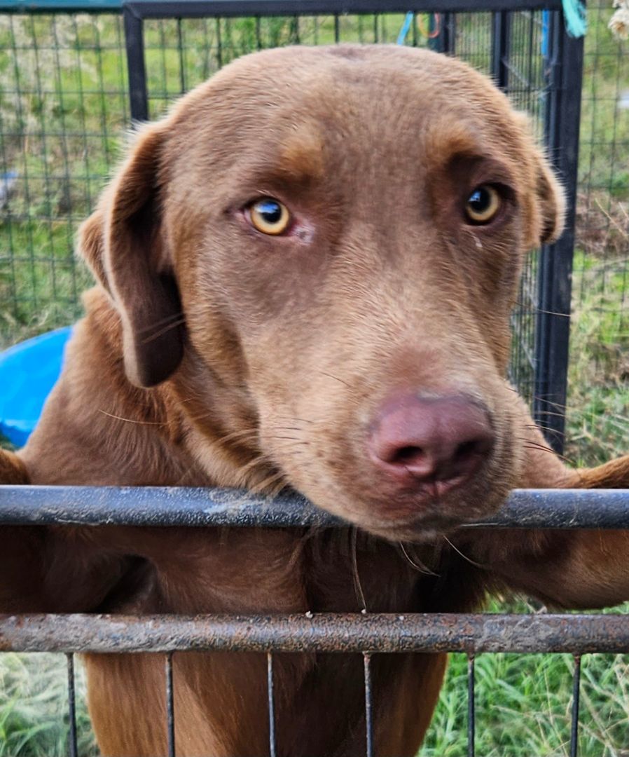 Major $50 adoption SPECIAL, a Adoptable mixed breed image 3/4