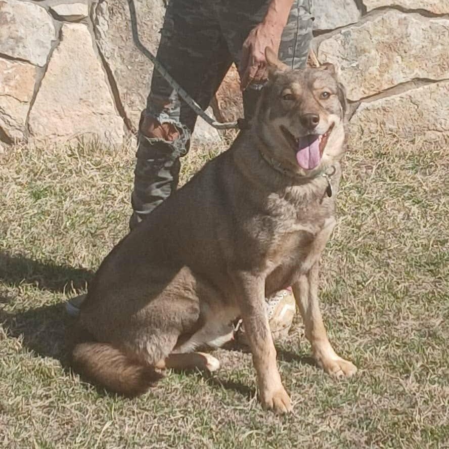 WOLFIE > Bleeding Heart Society