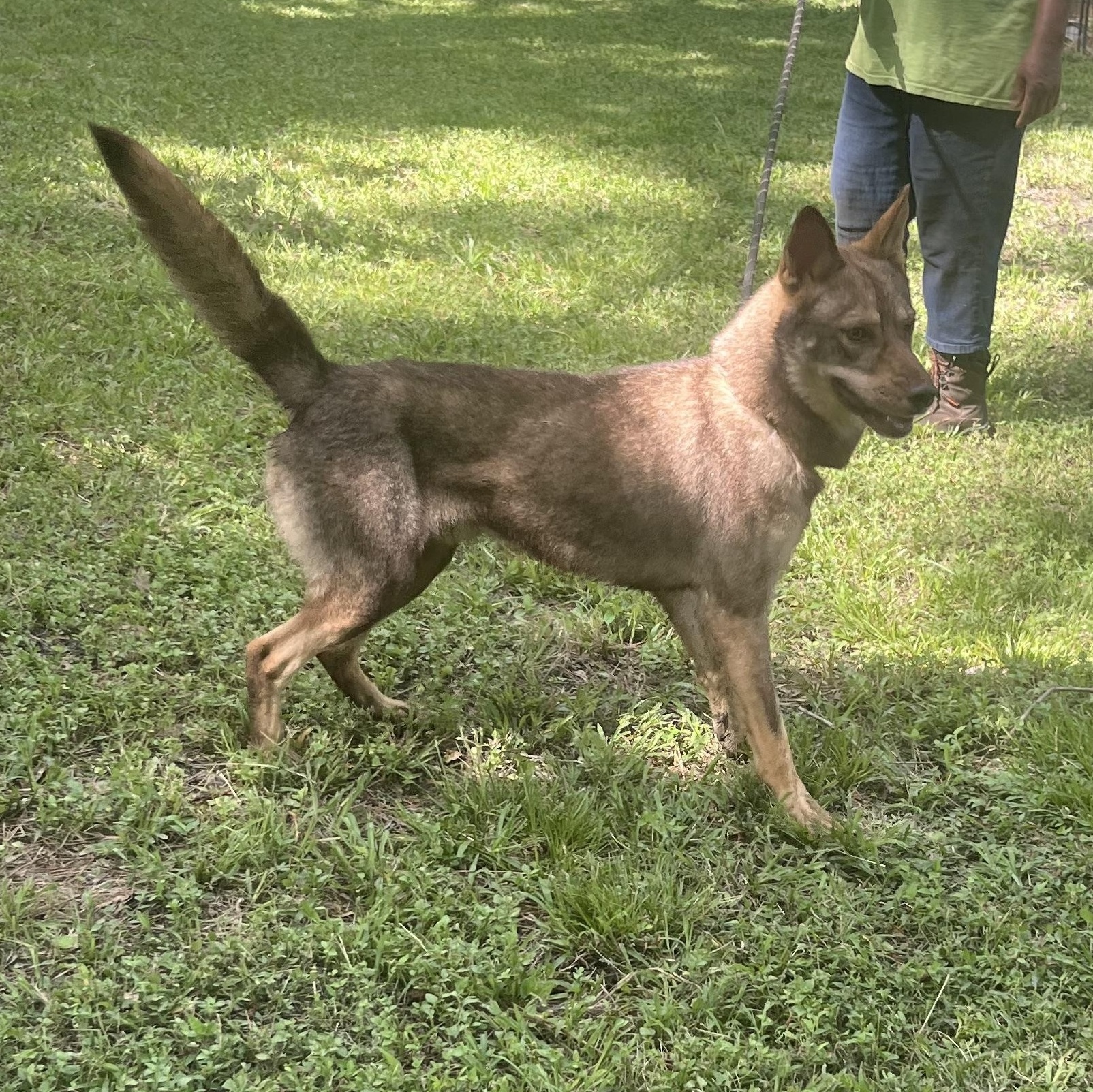 WOLFIE > Bleeding Heart Society — thumbnail 3