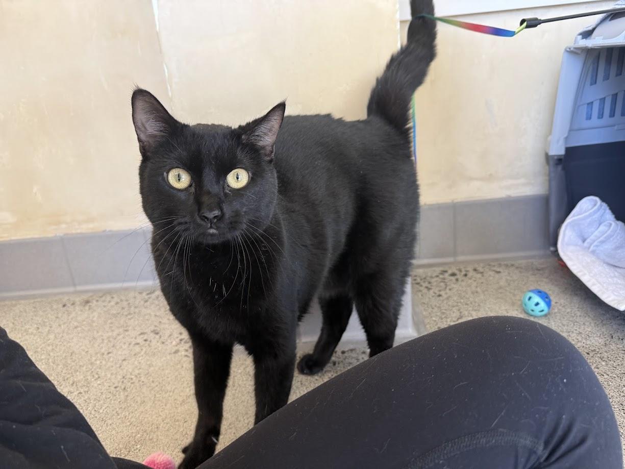 Enlarge Shinobi Maserati, an adoptable Domestic Short Hair in Berkeley, CA image 5/6