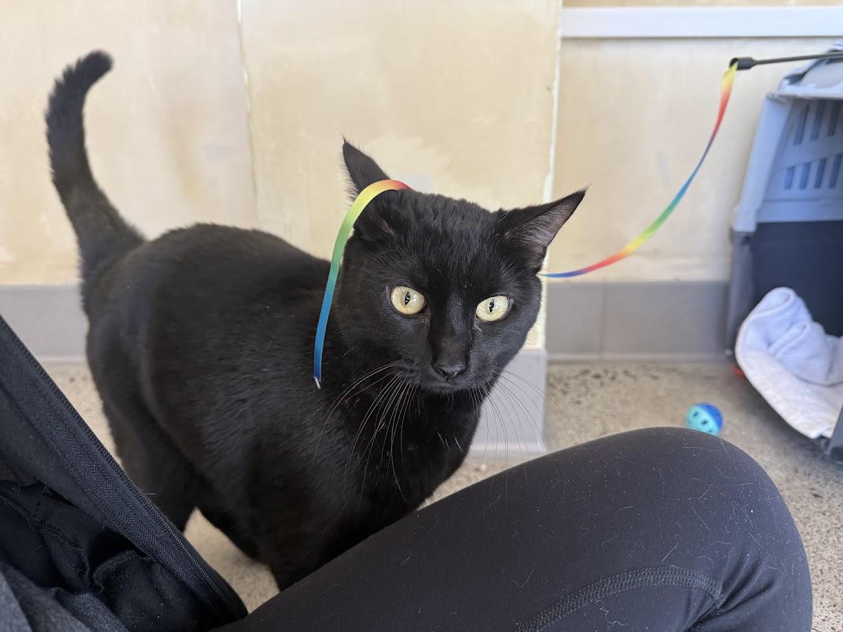Enlarge Shinobi Maserati, an adoptable Domestic Short Hair in Berkeley, CA image 6/6