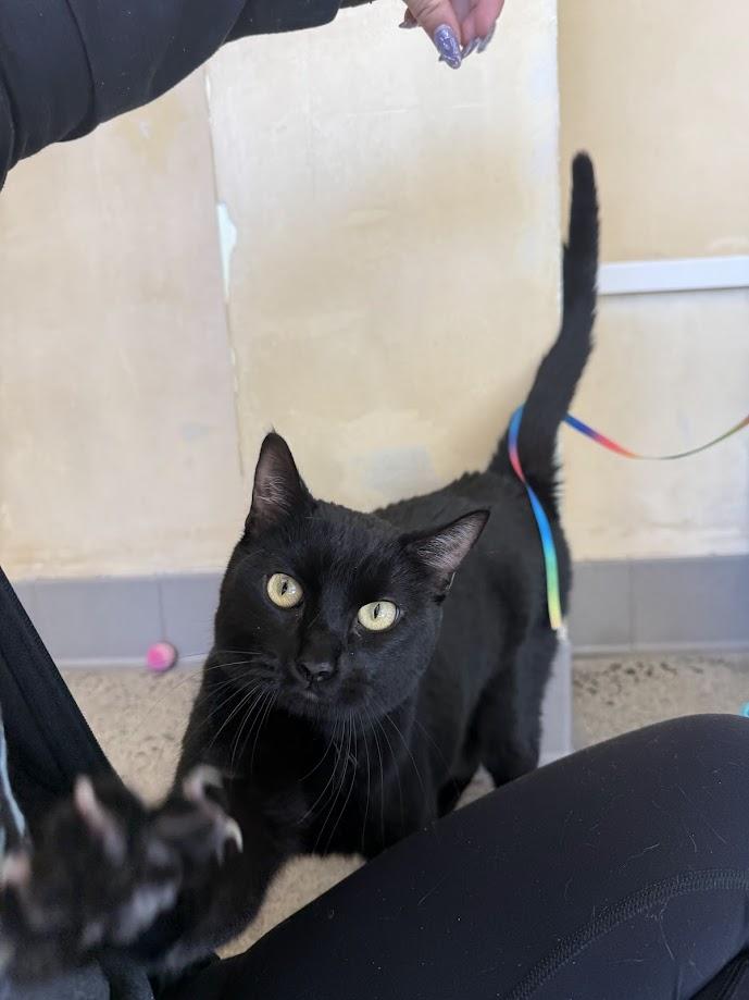 Enlarge Shinobi Maserati, an adoptable Domestic Short Hair in Berkeley, CA image 4/6