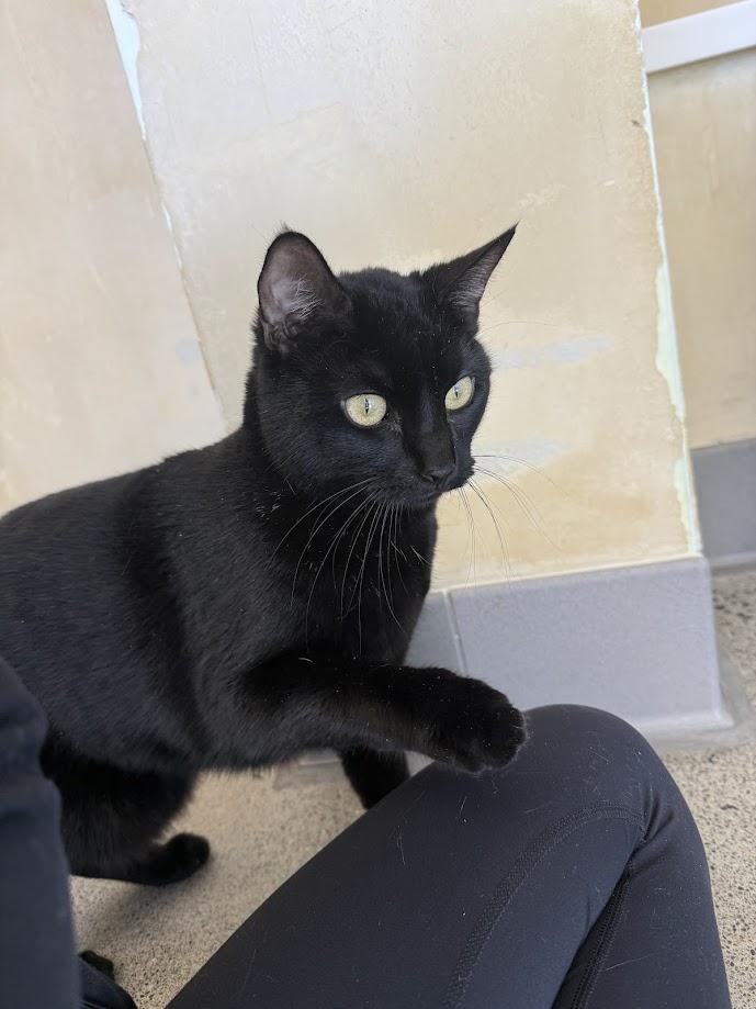 Enlarge Shinobi Maserati, an adoptable Domestic Short Hair in Berkeley, CA image 3/6
